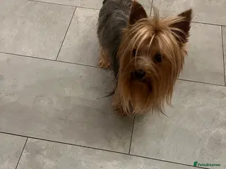 Yorkshire Terrier dogs KC Registered Yorkie Silver Stud Available - Advert 7