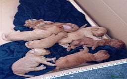Cavapoo dogs for sale: 1 girl left - Image 1