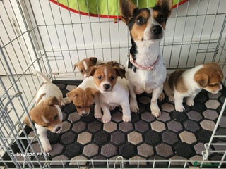 Jack Russell dogs 5 lovely Male jack Russel puppies for sale - Advert 5