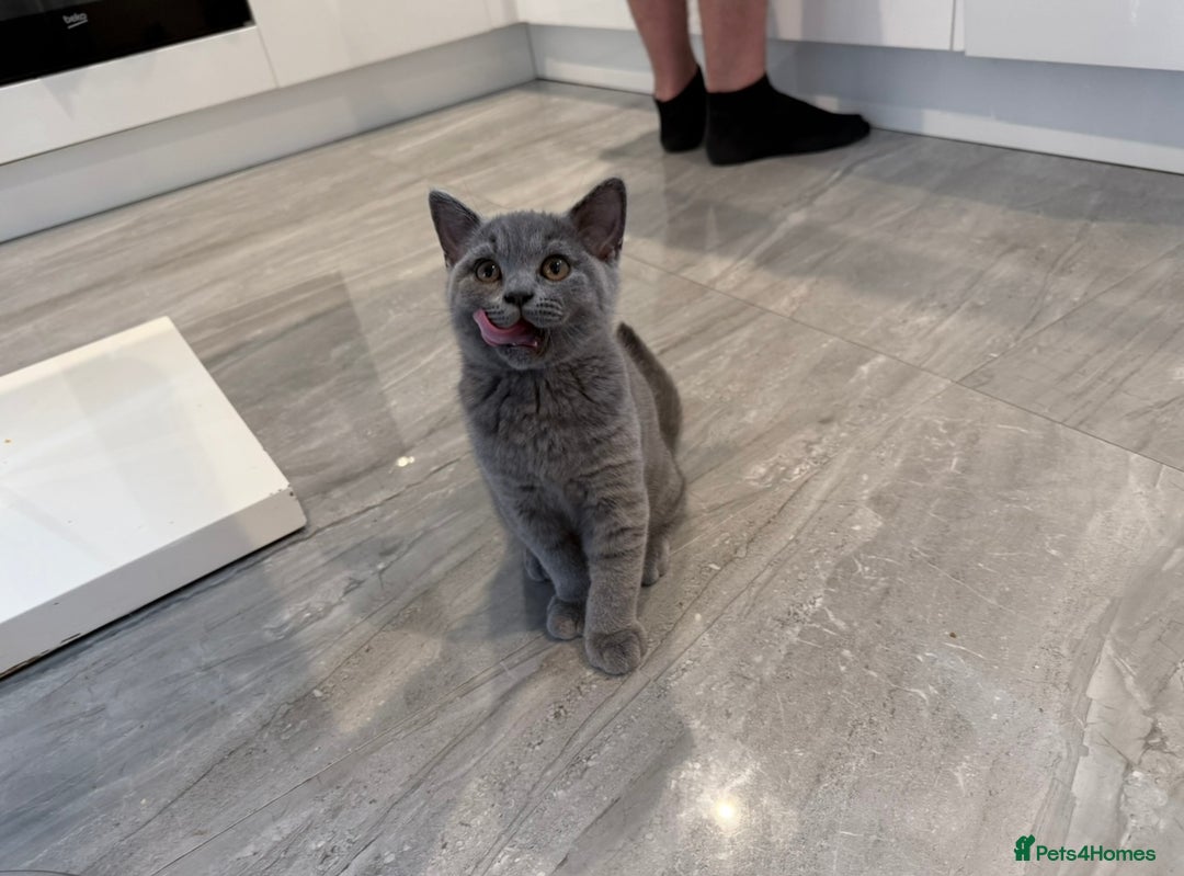 British Shorthair cats for sale: Pure GCCF Reg.British Shorthair Kittens  in Lincoln - Image 7