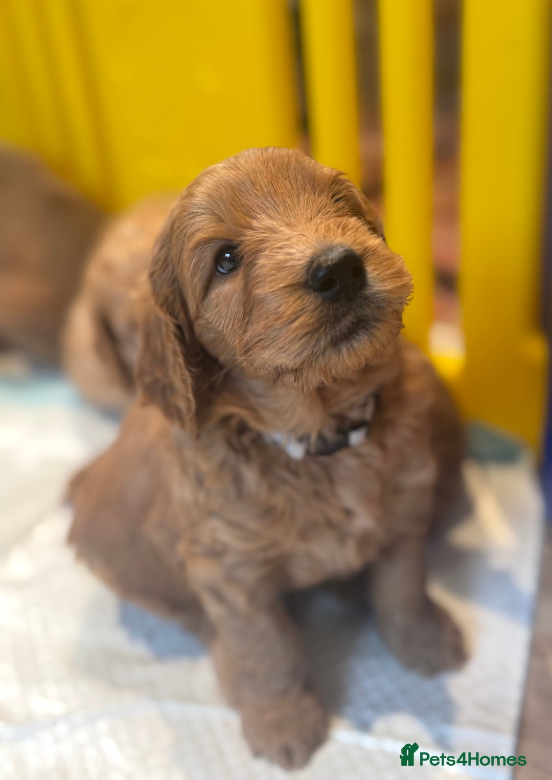 Mini Goldendoodle dogs for sale: Miniature Golden Doodle Puppies - Advert 18