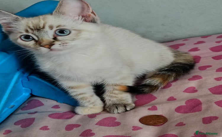 Mixed Breed cats - Advert 2