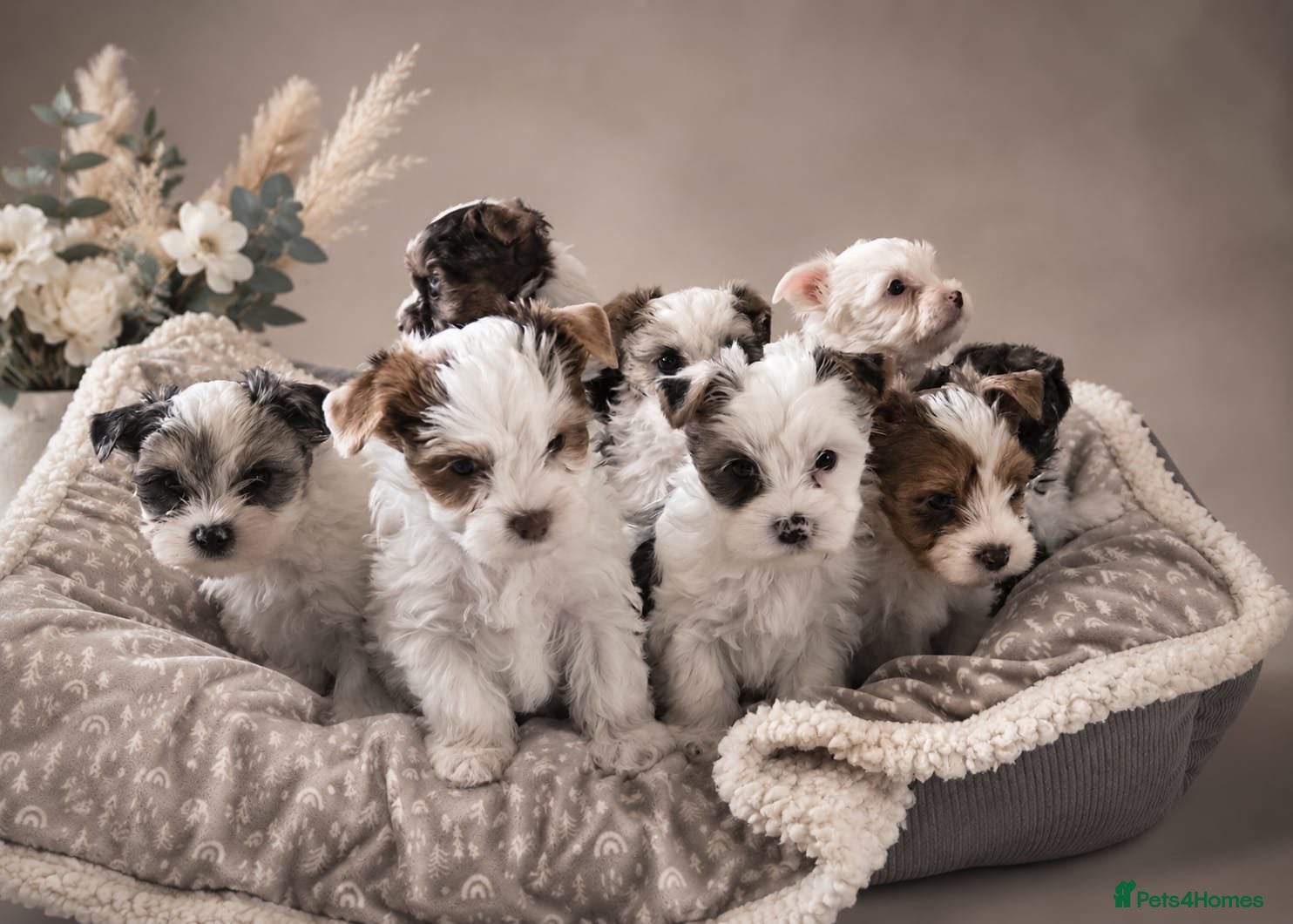 Yorkshire Terrier dogs Yorkie Puppies - Ready to Steal Your Hear! ✨🐾 - Advert 1