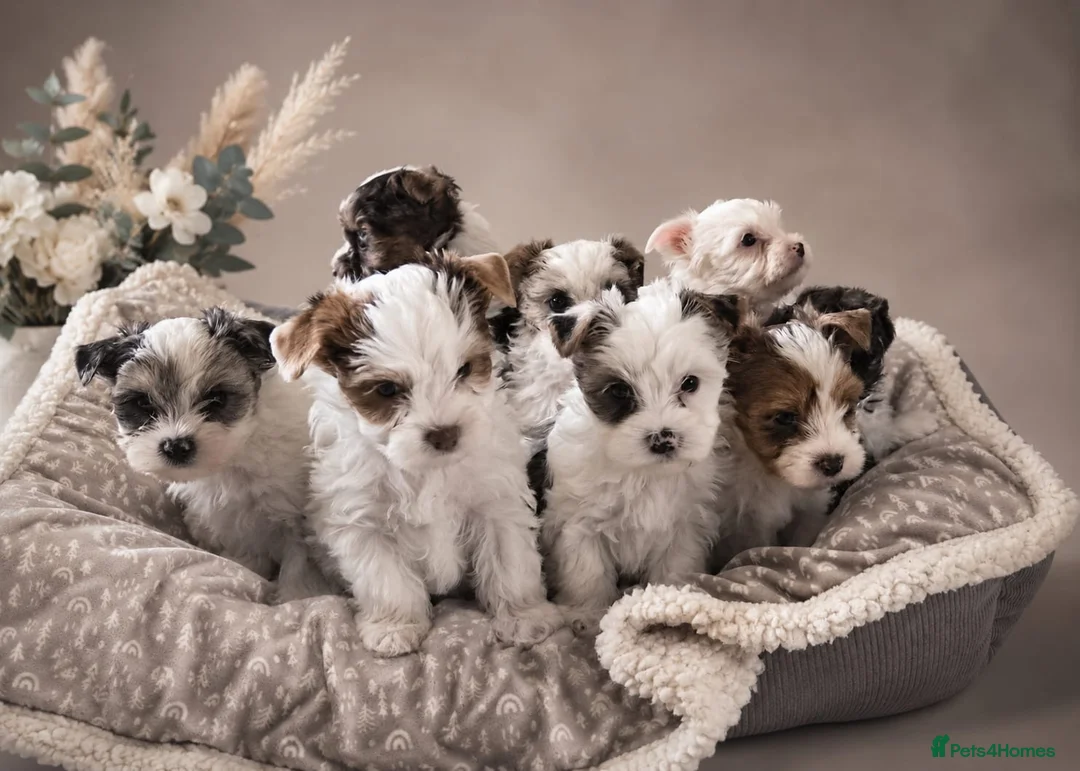 Yorkshire Terrier dogs for sale: Yorkie Puppies - Ready to Steal Your Hear! ✨🐾 - Advert 1