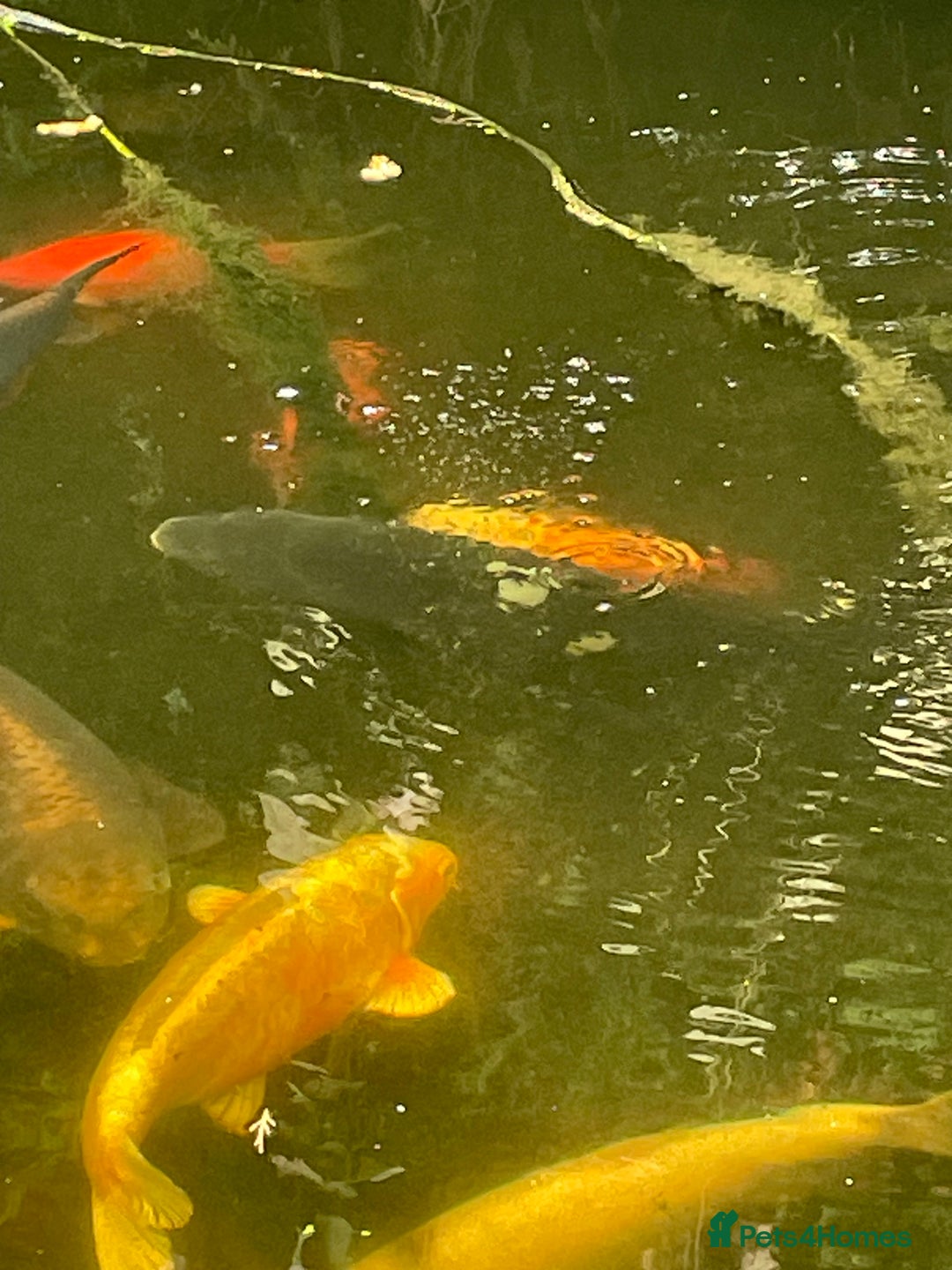 Koi Carp fish for sale: Koi Carp for Sale (rehoming due to baby and dog)  - Advert 22