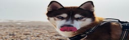 Siberian Husky dogs for stud: ~~Siberian Husky for stud~~ in Borehamwood - Advert 7