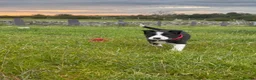 Border Collie dogs for sale: Adorable Sheepdog Pups Working Lines/Family Raised - Advert 10