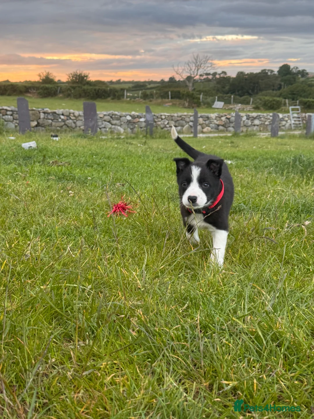 Border Collie dogs for sale: Adorable Sheepdog Pups Working Lines/Family Raised - Advert 10