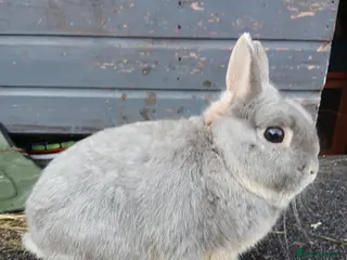 Netherland Dwarf rabbits Netherland dwarf rabbits - Advert 4