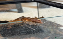 Gecko reptiles for sale: Brown Dalmatian Crested Gecko in Banbury - Image 20