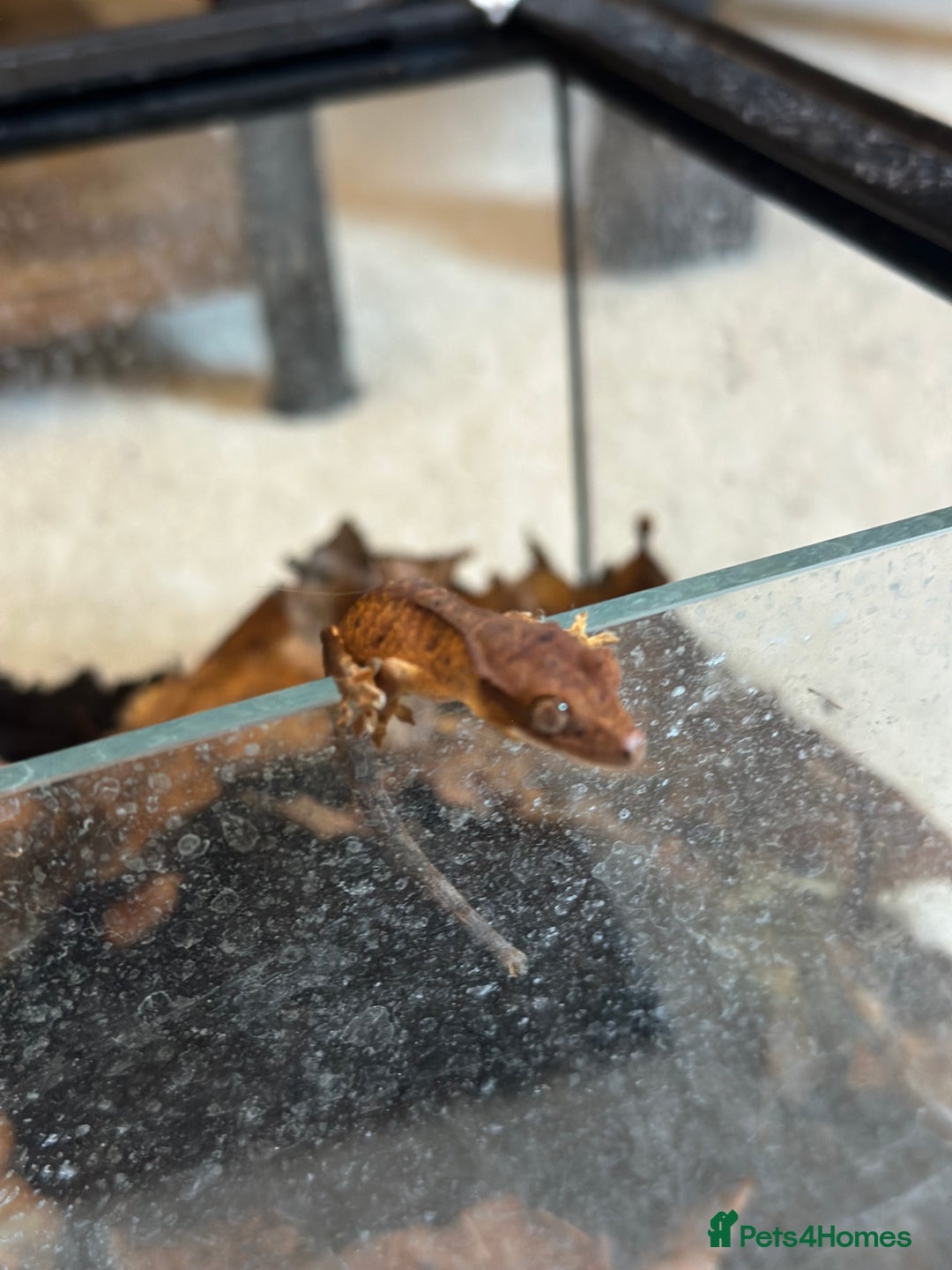 Gecko reptiles for sale: Brown Dalmatian Crested Gecko in Banbury - Image 20