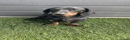 Miniature Dachshund dogs for sale: 13 months old miniature dashhound boy  in Neath - Advert 1