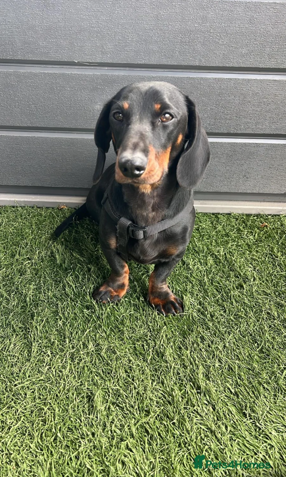 Miniature Dachshund dogs for sale: 13 months old miniature dashhound boy  in Neath - Advert 1