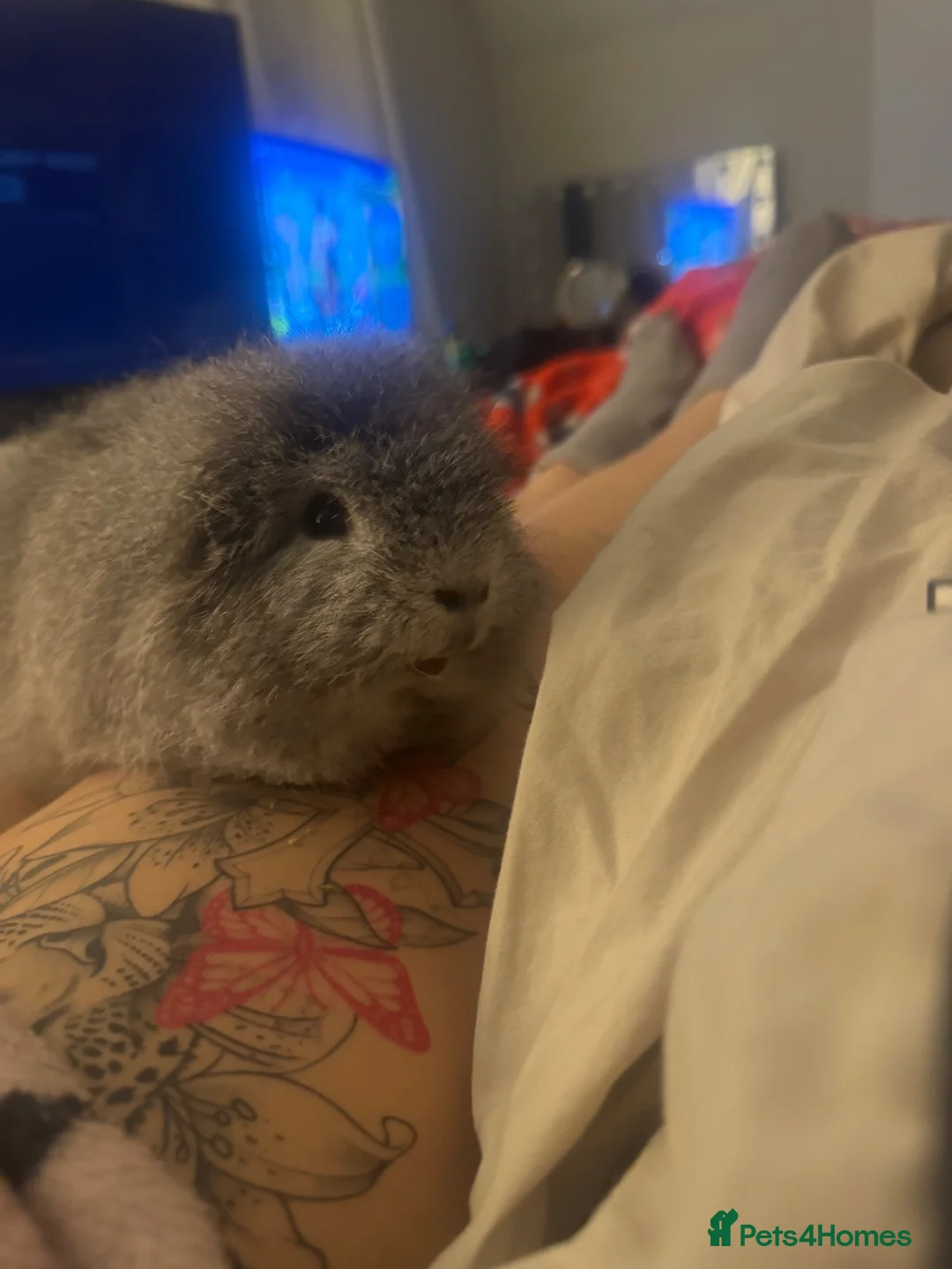 Guinea Pig rodents for sale: 2x bonded male guinea pigs and full enclosure  - Advert 4