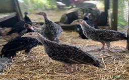 Turkeys poultry for sale: Norfolk Bronze & Black Turkeys - Image 2