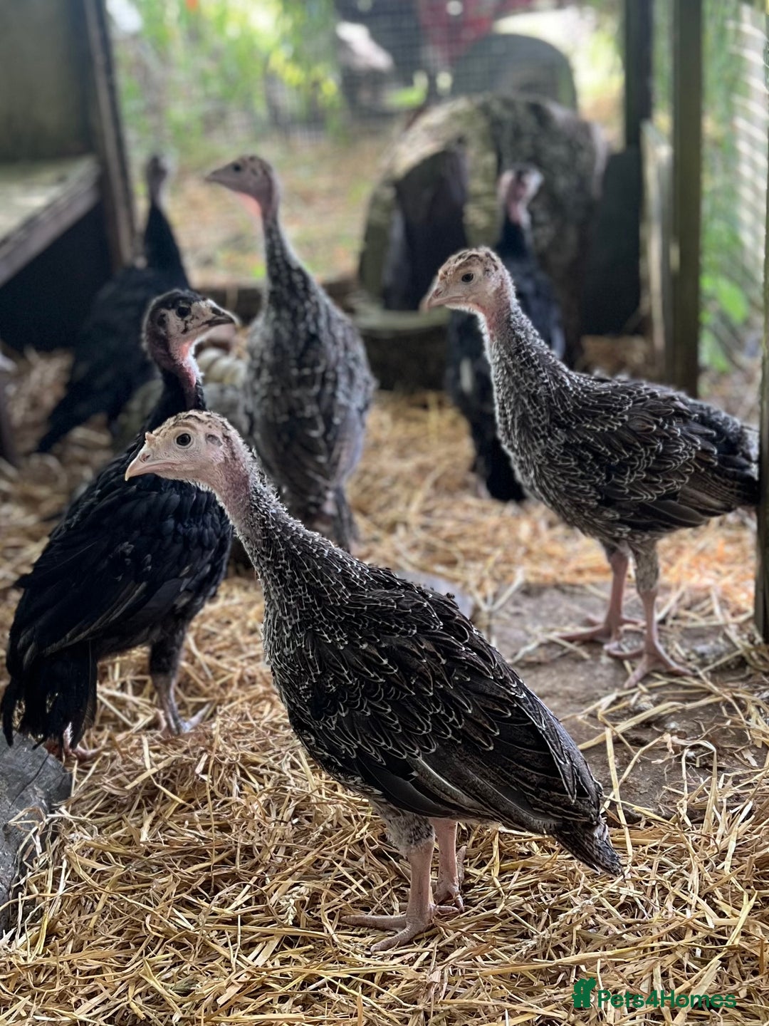 Turkeys poultry for sale: Norfolk Bronze & Black Turkeys - Image 2