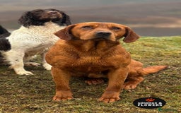 Labrador Retriever dogs for stud: Fully Health Tested KC Fox Red Labrador 🏆🧬 in Aboyne - Image 1