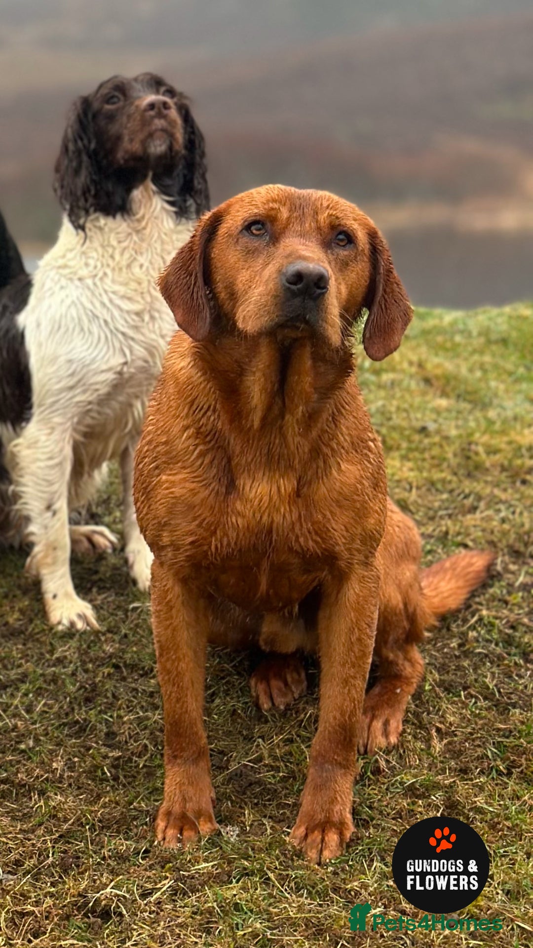 Labrador Retriever dogs for stud: Fully Health Tested KC Fox Red Labrador 🏆🧬 in Aboyne - Image 1