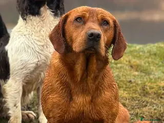 Labrador Retriever dogs Fully Health Tested KC Fox Red Labrador 🏆🧬 in Aboyne - Advert 22