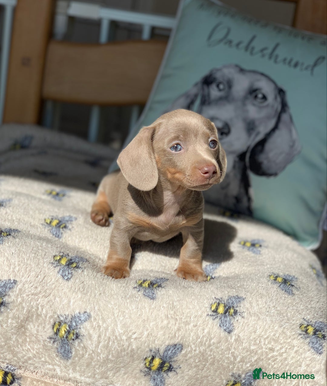 Miniature Dachshund dogs for stud: Miniature dachshund for stud isabella - Image 11