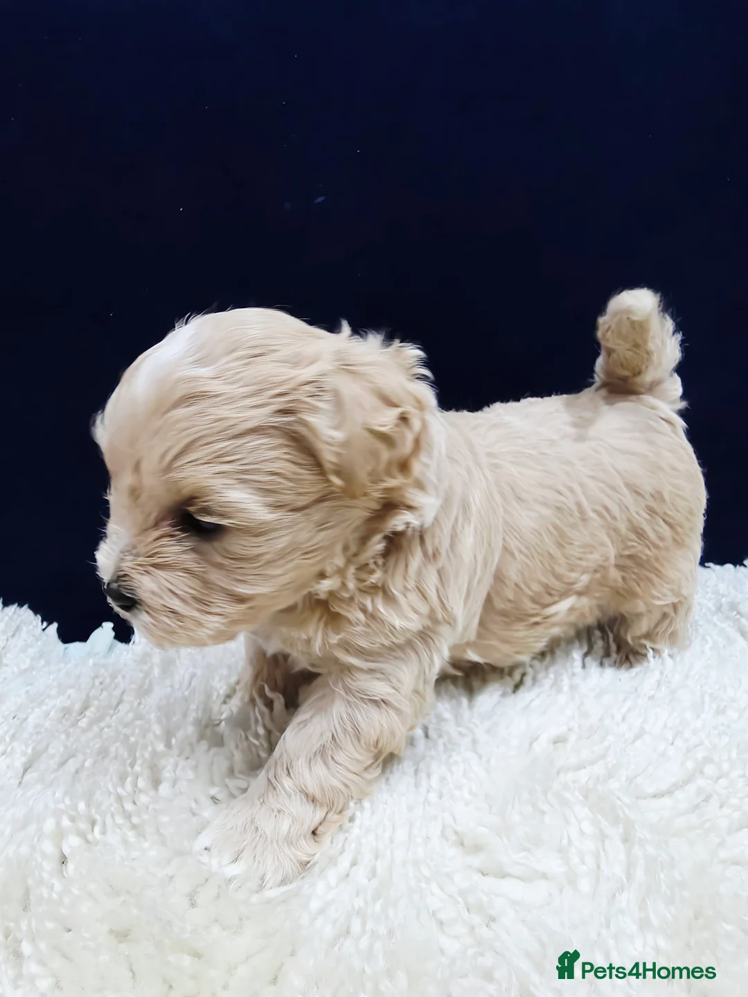 Maltipoo dogs for sale: F1B Maltipoo Puppies, Toy Size, Hypoallergenic, - Advert 23