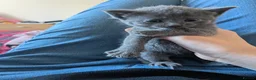 Russian Blue cats for sale: 2 female russian blue kittens  - Advert 5