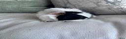 Guinea Pig rodents for sale: Gorgeous male Guinea pigs   in Telford - Advert 8