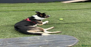 Border Collie dogs - Advert 8