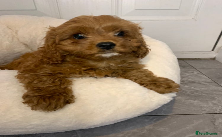 Cavapoo dogs - Advert 2