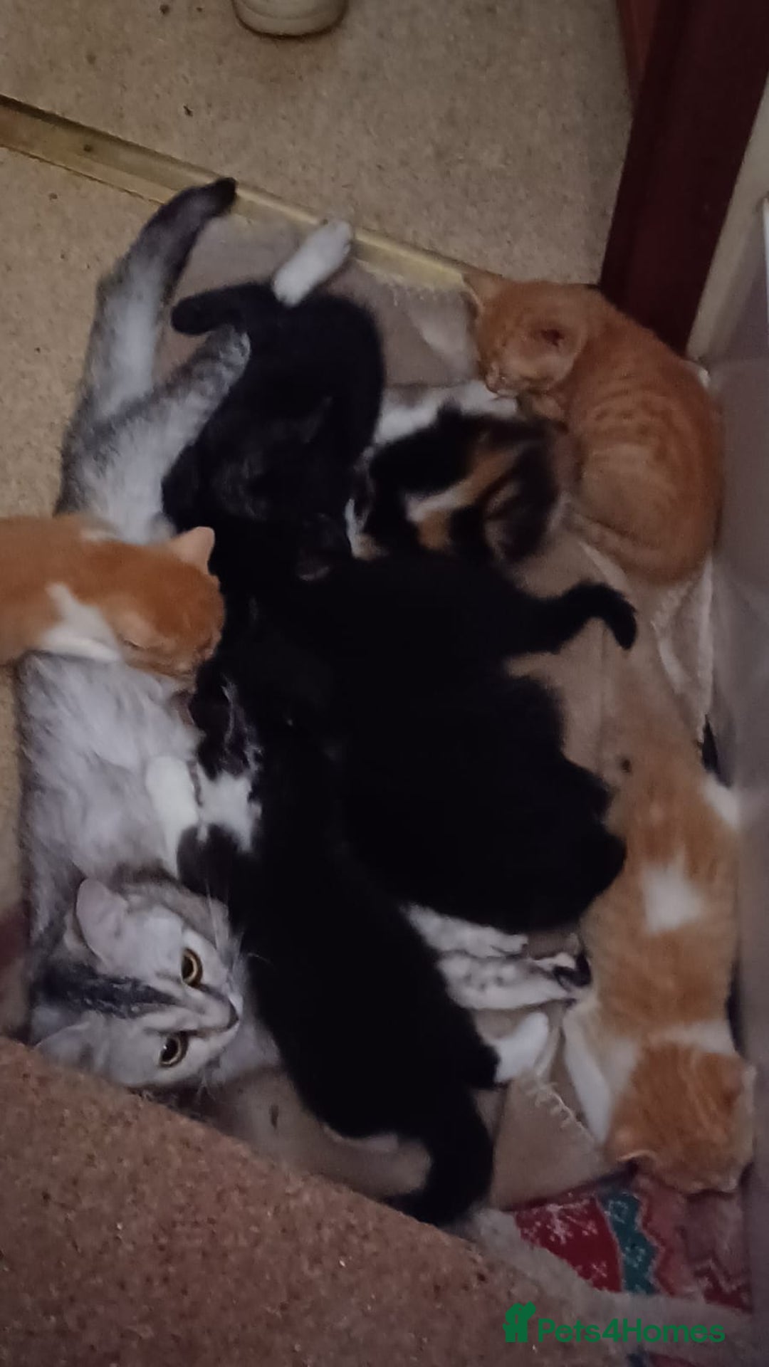 Mixed Breed cats for sale: Litter of kittens - Image 3