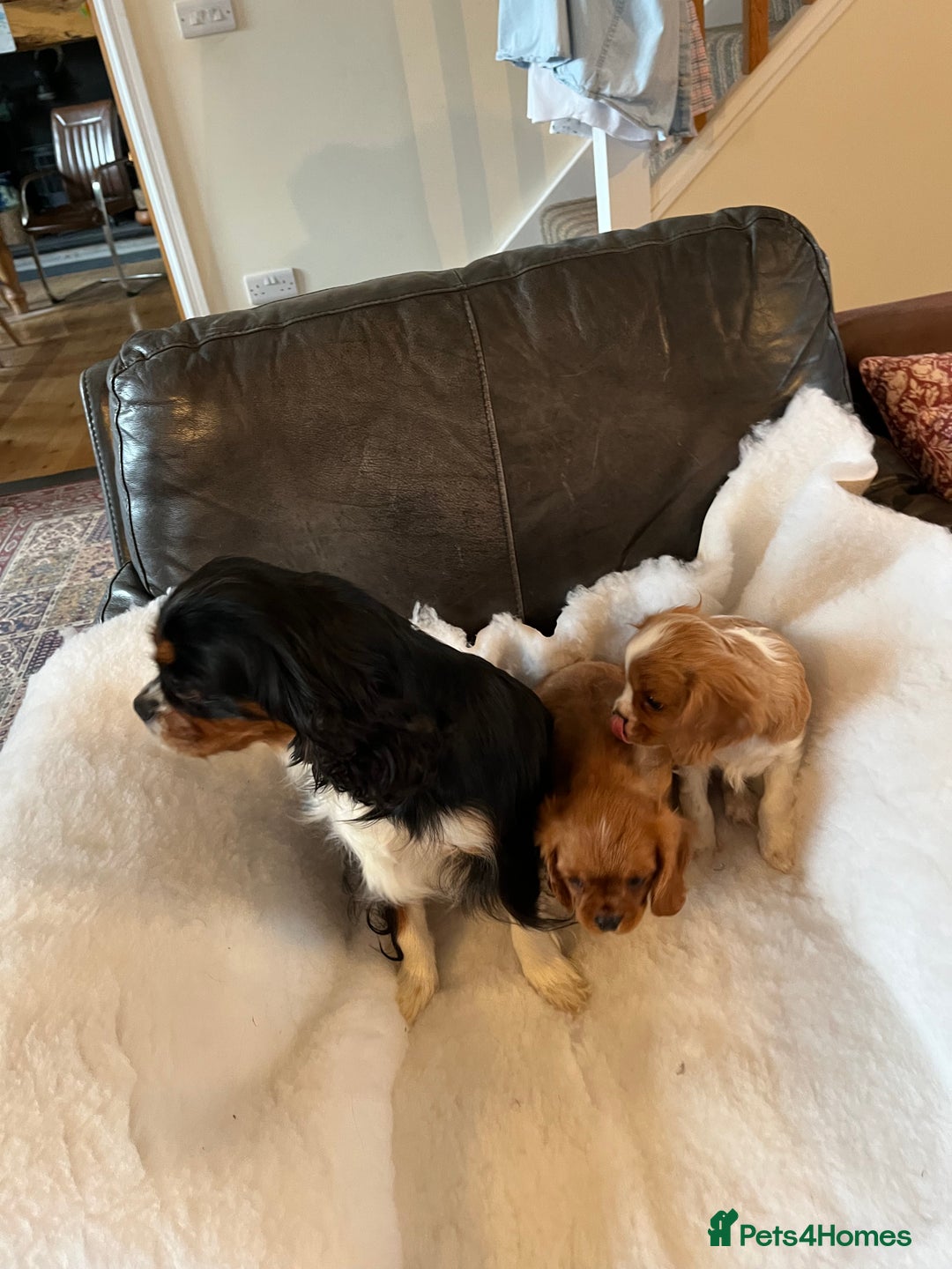 Cavalier King Charles Spaniel dogs for sale: Health tested KC REG cavalier King Charles  - Advert 2