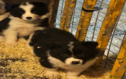 Border Collie dogs for sale: Beautiful Border Collie Pups - Image 8
