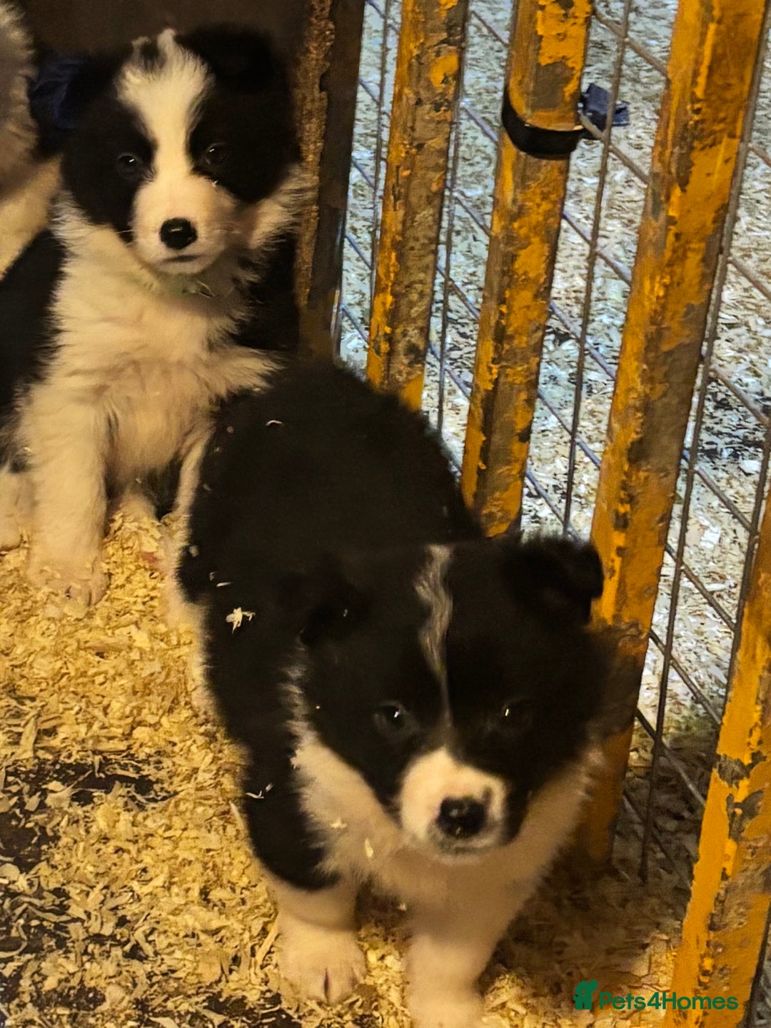 Border Collie dogs for sale: Beautiful Border Collie Pups - Image 8