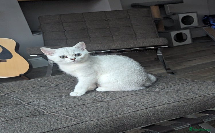 British Shorthair cats - Advert 8