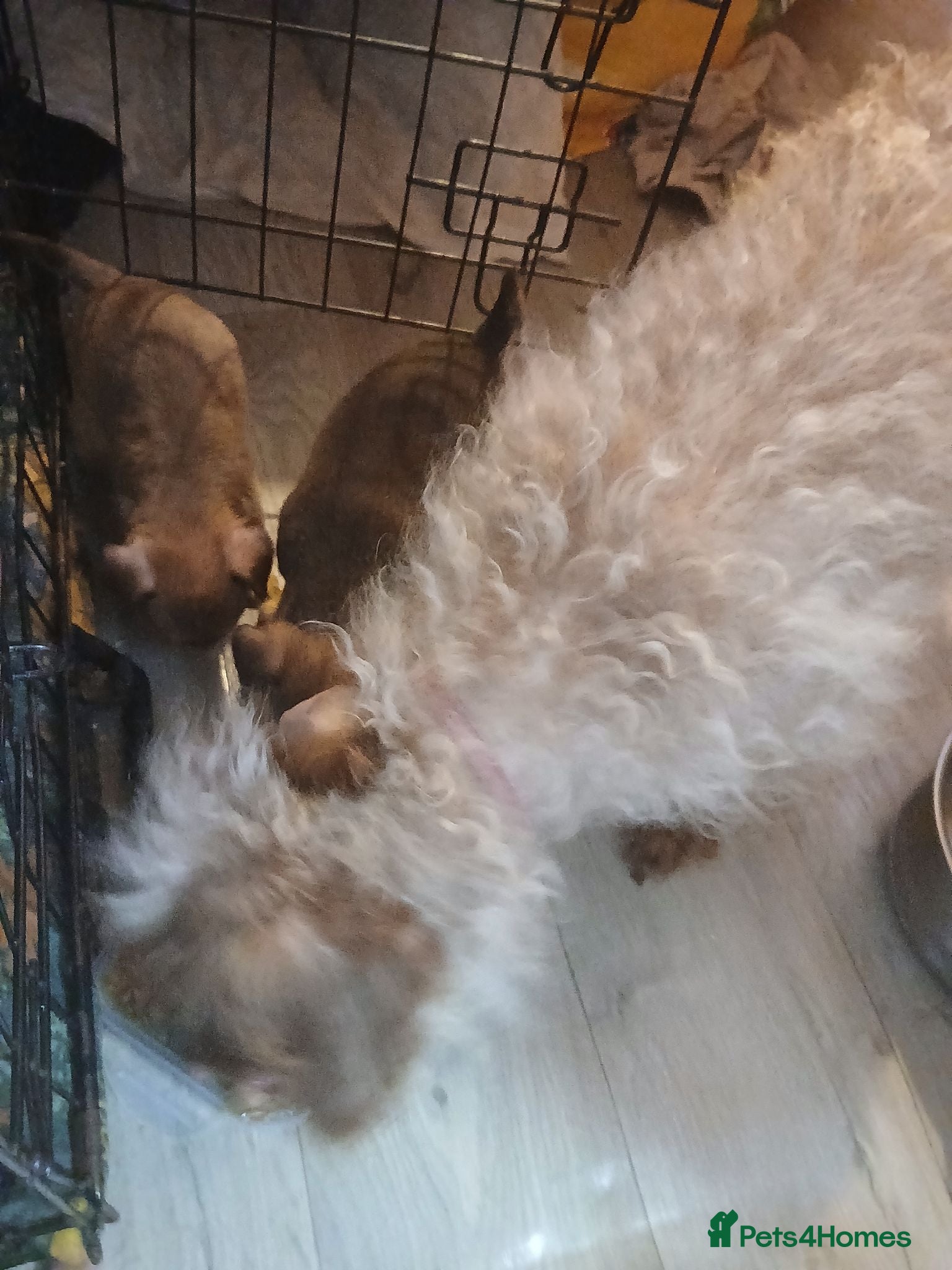 Chipoo dogs Mixed breed puppies  - Advert 3