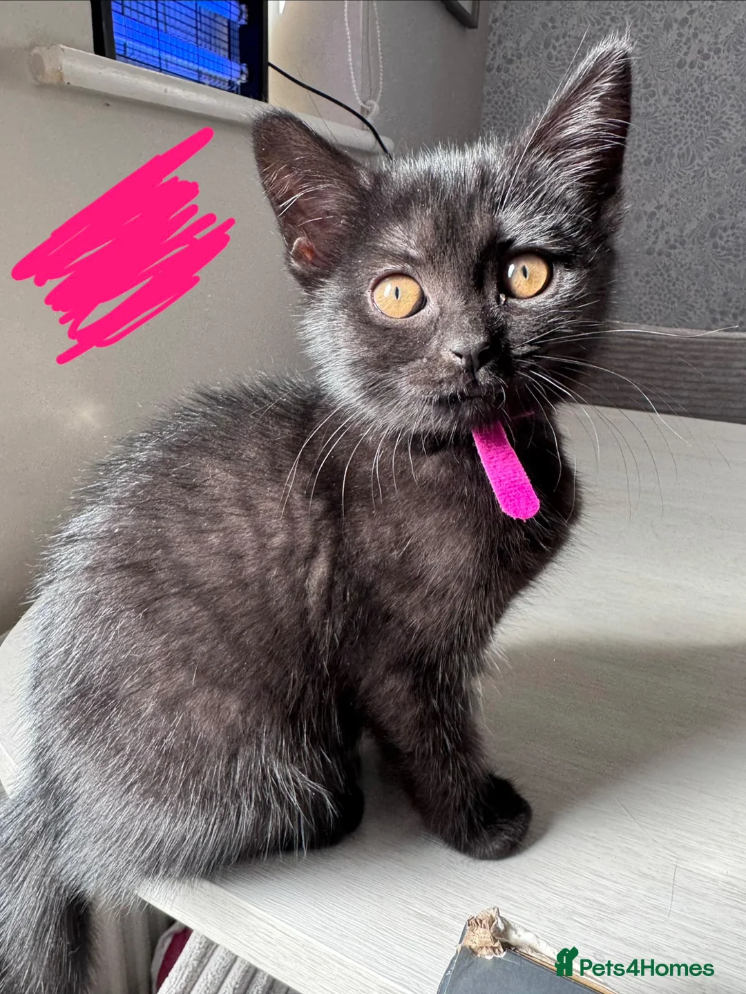 Mixed Breed cats for sale: British shorthair/domestic shorthair in Andover - Advert 1