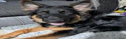 German Shepherd dogs for sale: Lovely German Shepherd  in Canterbury - Advert 1