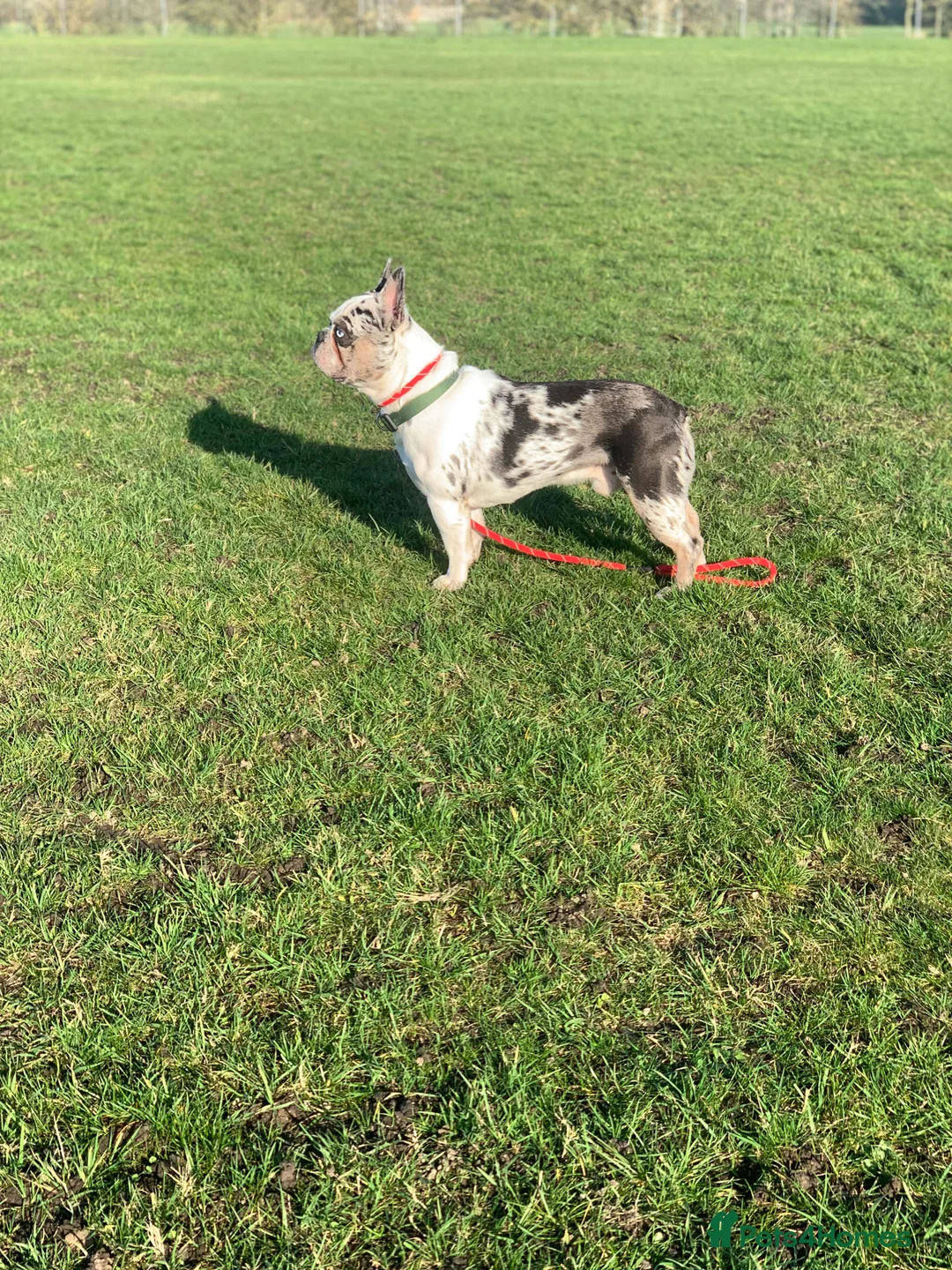 French Bulldog dogs for stud: koitastic - Advert 2