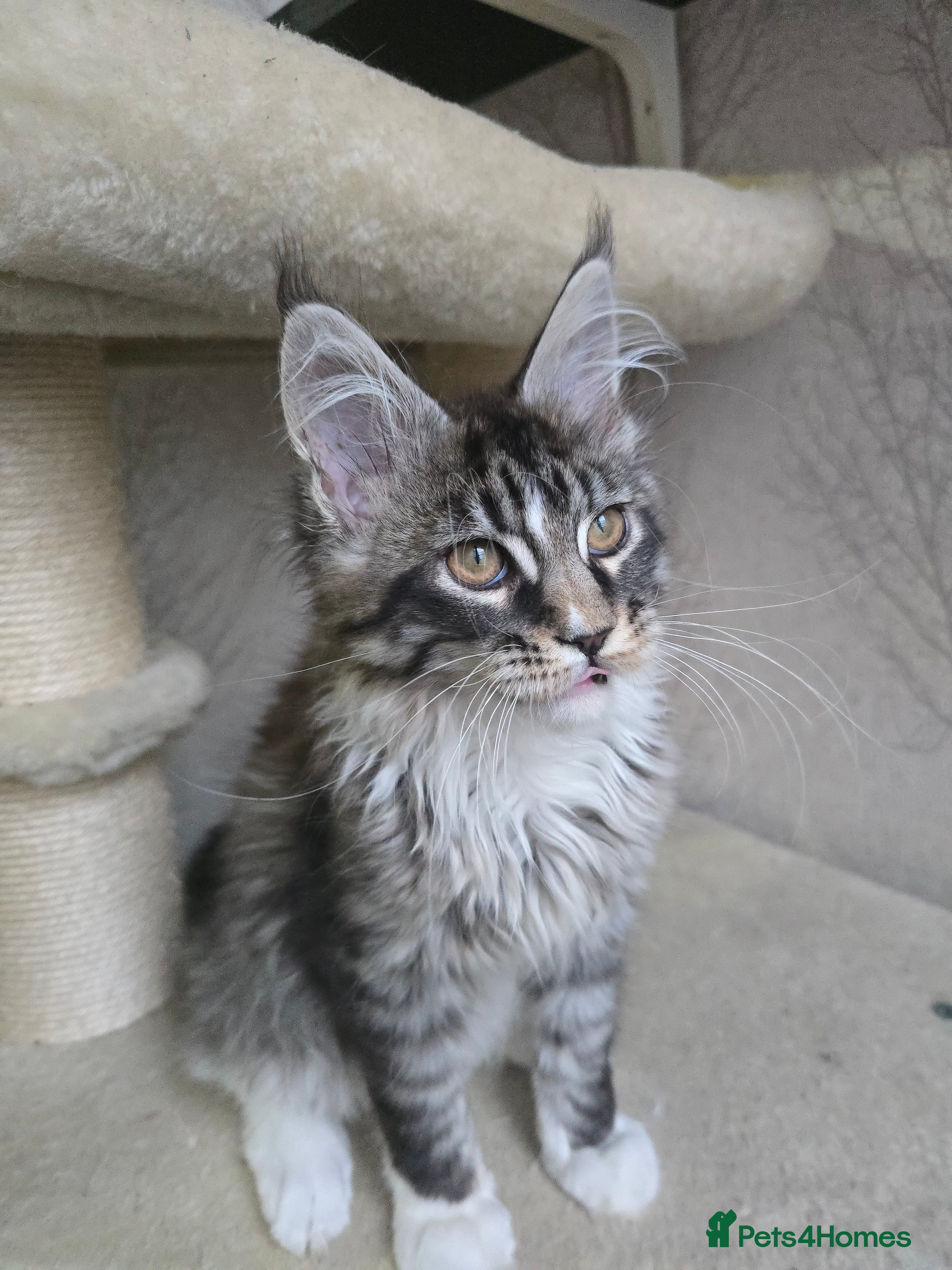 Maine Coon cats Stunning boy tica registered maine coon kitten - Advert 6
