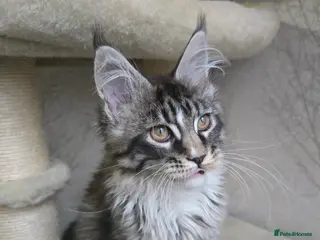 Maine Coon cats Stunning boy tica registered maine coon kitten - Advert 6