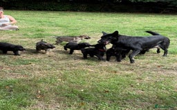 German Shepherd dogs for sale: German shepherd puppies ready to leave now - Image 6
