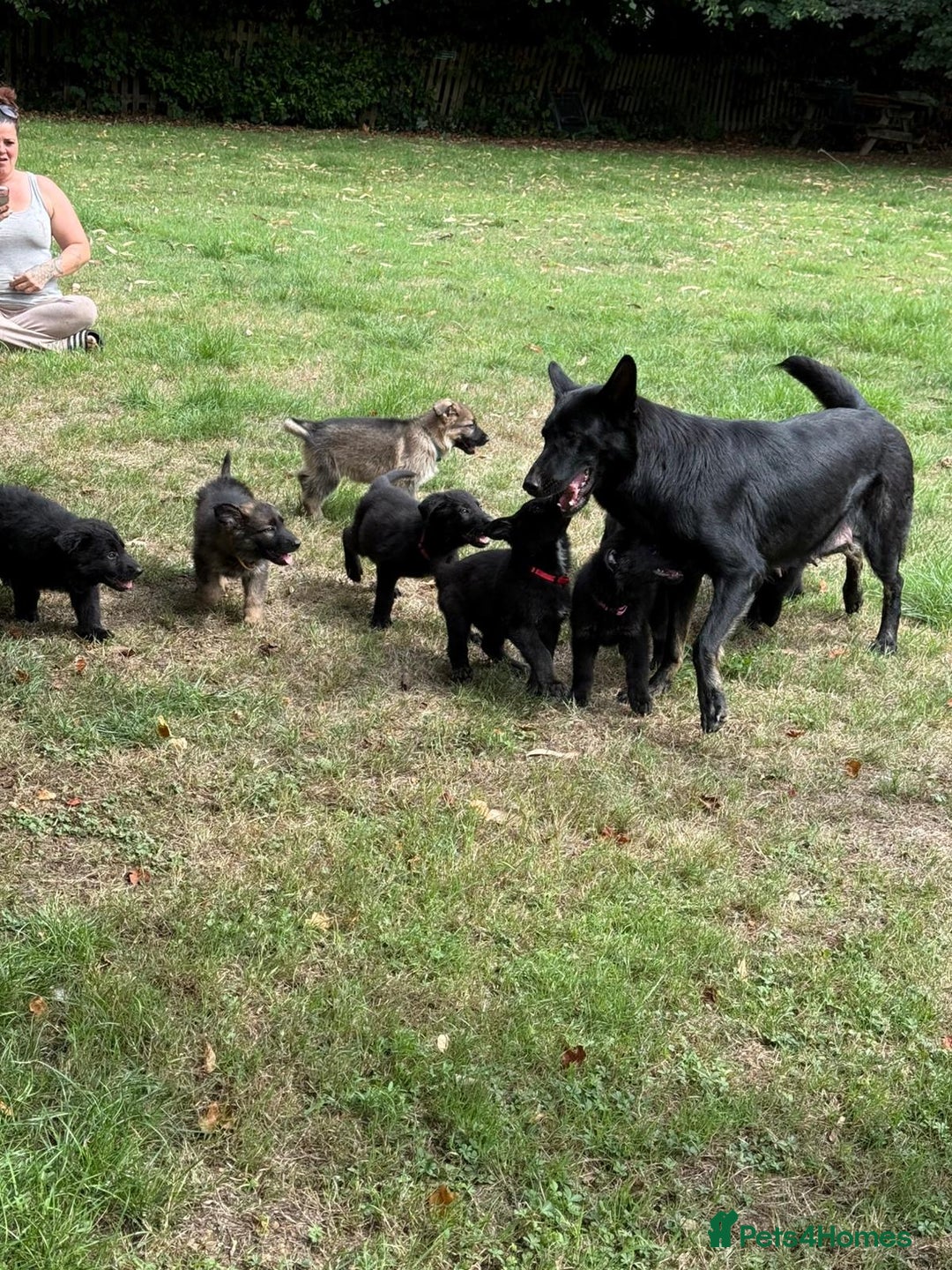 German Shepherd dogs for sale: German shepherd puppies ready to leave now - Image 6