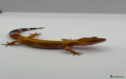 Gecko reptiles for sale: Leopard Gecko with Enclosure - Image 5