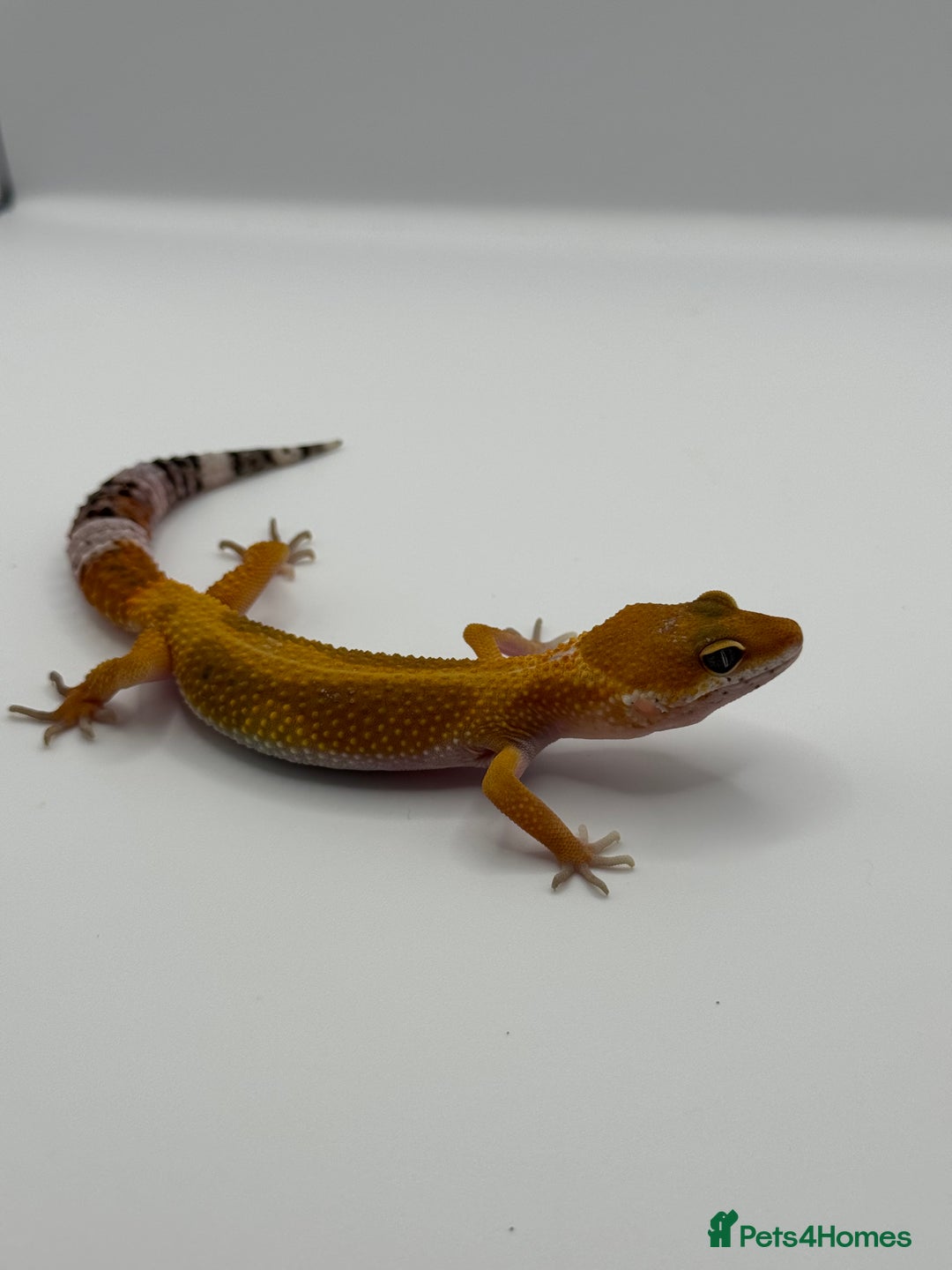 Gecko reptiles for sale: Leopard Gecko with Enclosure - Image 5