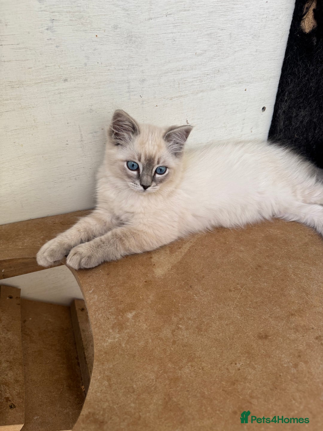 Ragdoll cats for sale: Blue bi colour and cream tabby point - Image 12