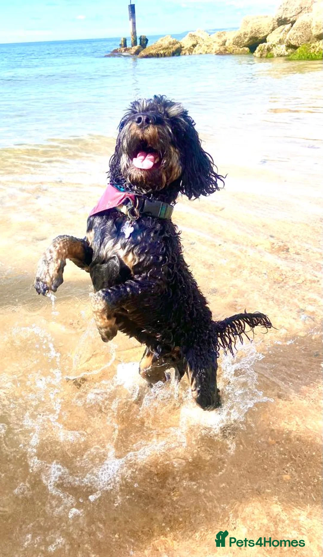 Cockapoo dogs for stud: F1 tri coloured phantom cockapoo for stud in Bournemouth - Advert 7