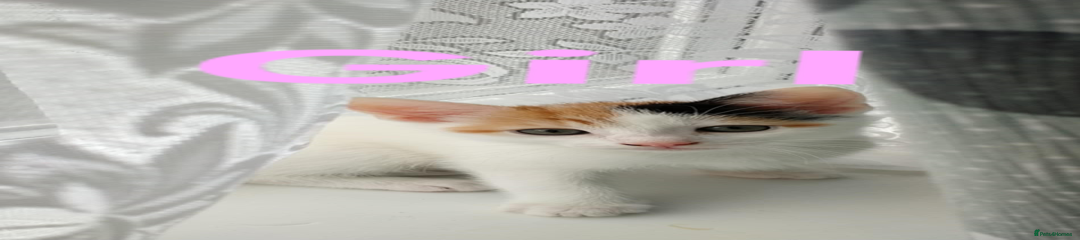 Mixed Breed Kitten 4