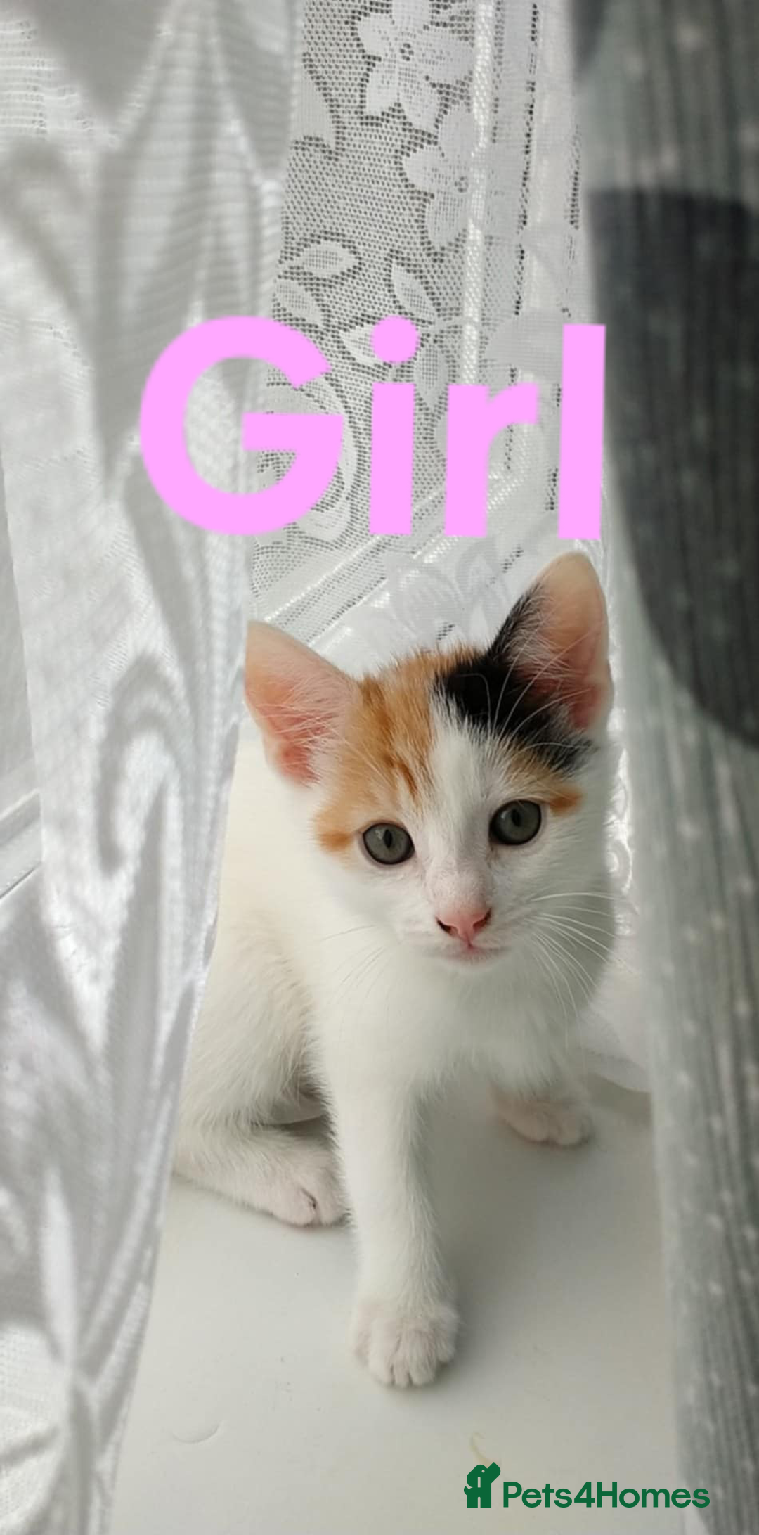 Mixed Breed cats for sale: We sell wonderful kittens  - Image 2