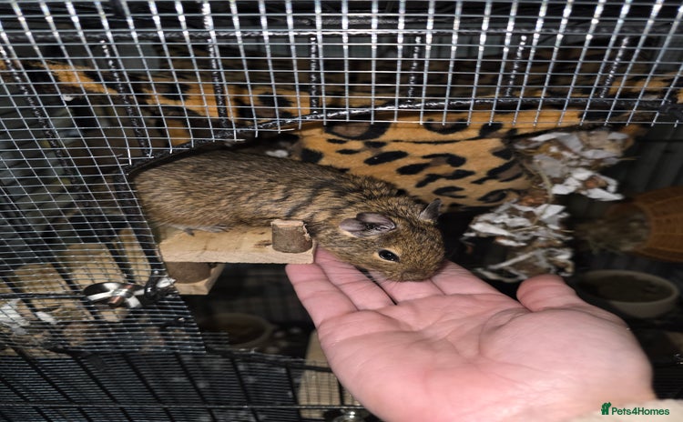Degus rodents 3 Degus 2x male 1x female and cage etc - Advert 2