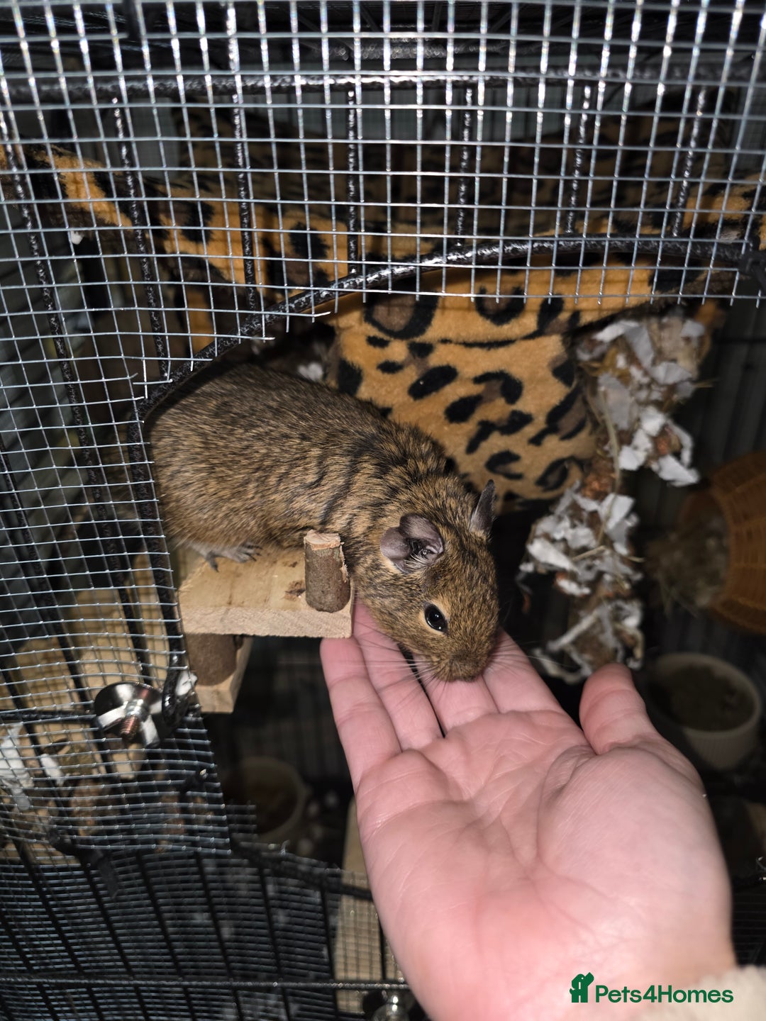 Degus rodents for sale: 3 Degus 2x male 1x female and cage etc - Advert 1
